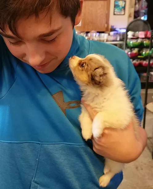 Pomeranian 4 pups