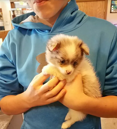 Pomeranian 4 pups
