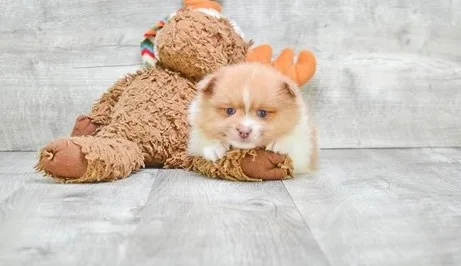 Blake is a friendly male pomeranian 