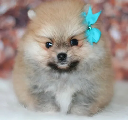 Pomeranian available today