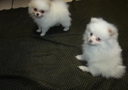 Cream parti male?pet only