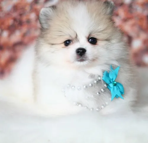 Baby is the little girl photo?d 