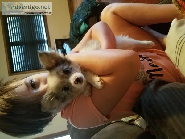 Pomeranian 4 pups