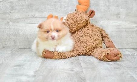 Blake is a friendly male pomeranian 