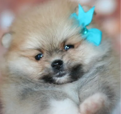 Pomeranian available today