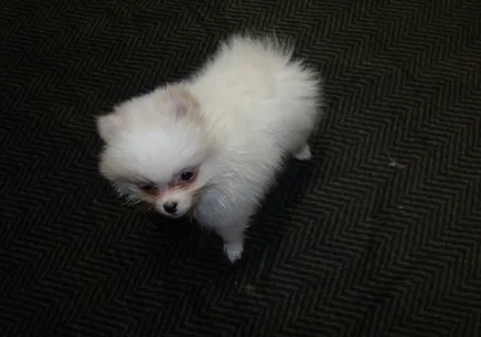 Cream parti male?pet only