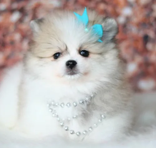 Baby is the little girl photo?d 