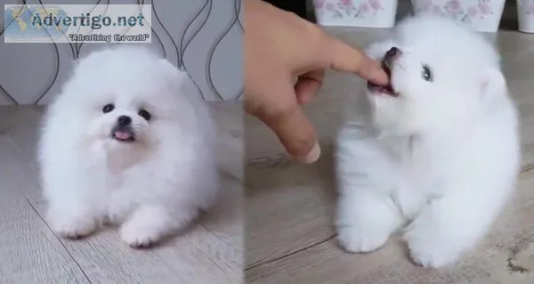 Pomeranian puppy