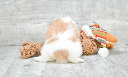 Blake is a friendly male pomeranian 