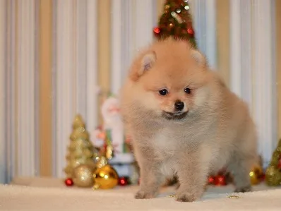 Pomeranian puppies 1 male 1 female