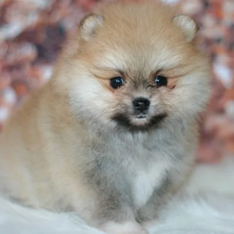 Pomeranian available today