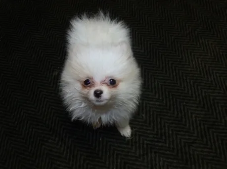 Cream parti male?pet only