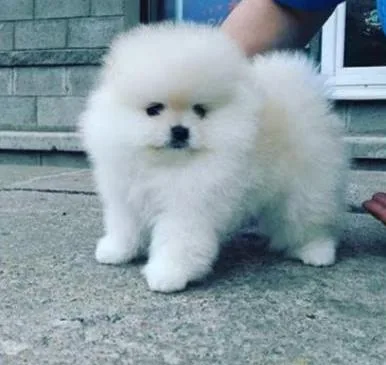Pomeranian