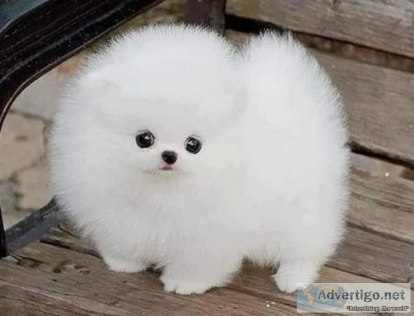 Akc pom puppies