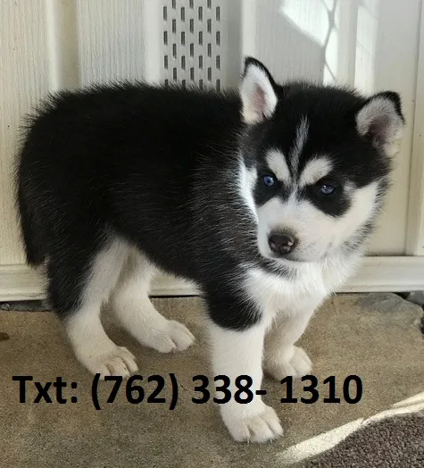 Eljn alaskan malamute puppies for sale