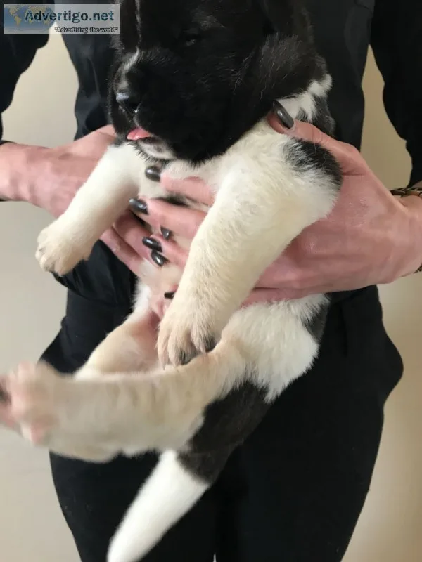 Akita puppys no time wasters pls