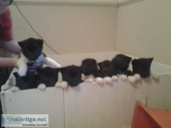 American akita puppies ready to go now