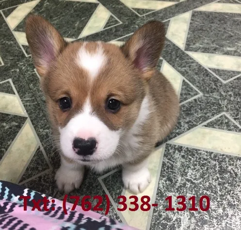 Qmij pembroke welsh corgi puppies
