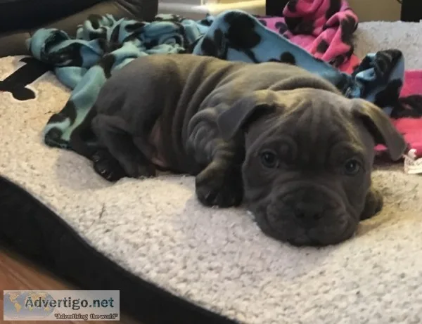 Bhnjn staffordshire bull terrier
