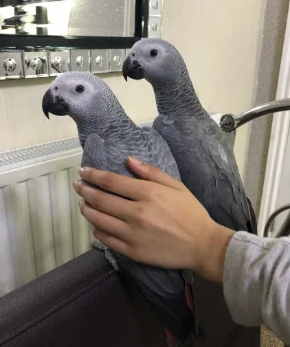  jnmjnh african grey babies