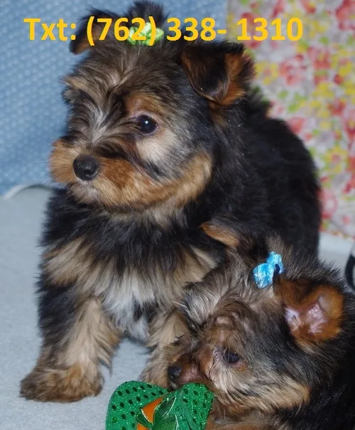 Viegh yorkshire terrier puppies for sale