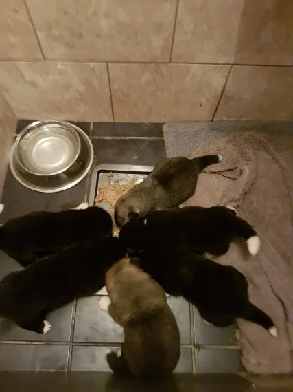 Beautiful akita puppies