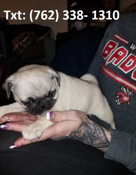 Dkfn pug puppies for sale