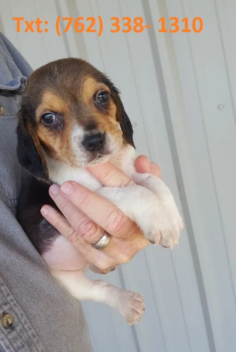 Ndbw beagle puppies for sale