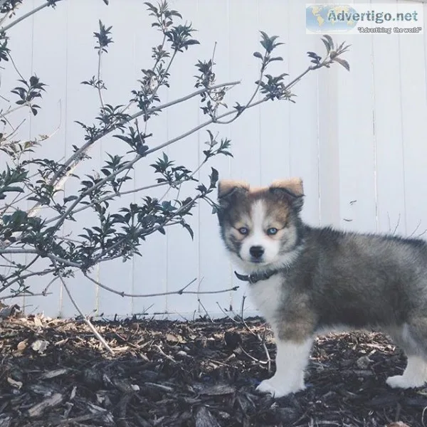 Beautiful pomsky puppy