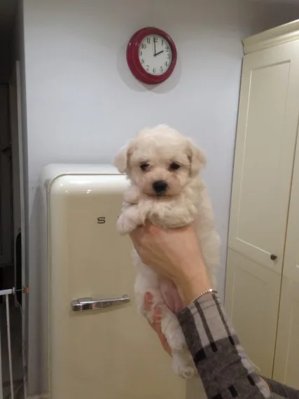 Rrtg beautiful bichon frise puppies