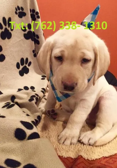 Mdhf labrador retriever puppies