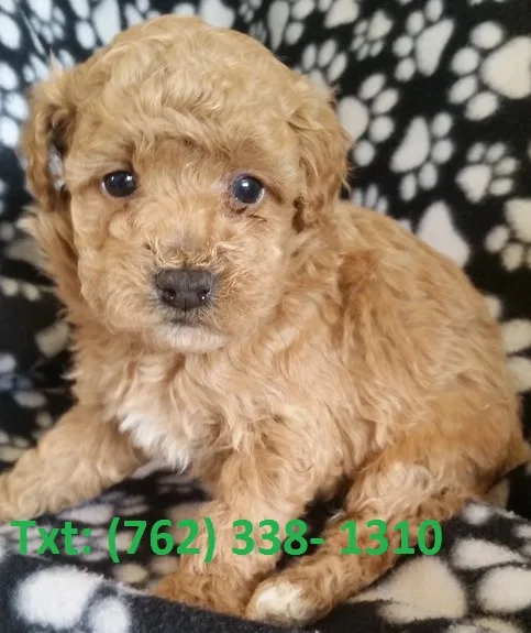 Jltb mini/toy poodle puppies for sale