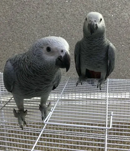  hand reared female african grey baby