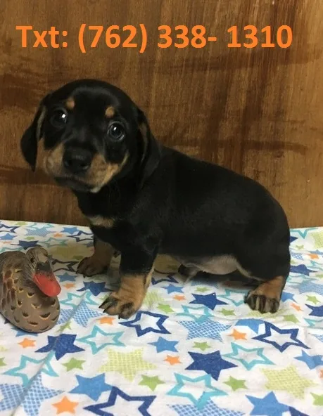 Hsku miniature dachshund puppies for sal