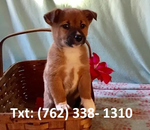 Swpn shiba inu puppies for sale