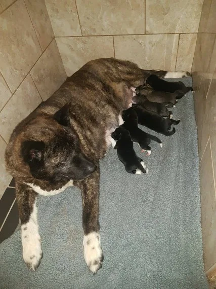 Beautiful akita puppy with ever