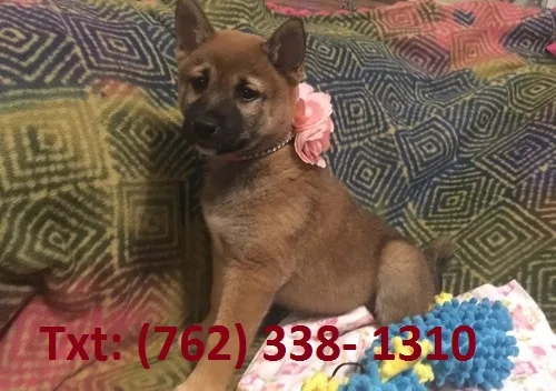 Hcwd shiba inu puppies for sale