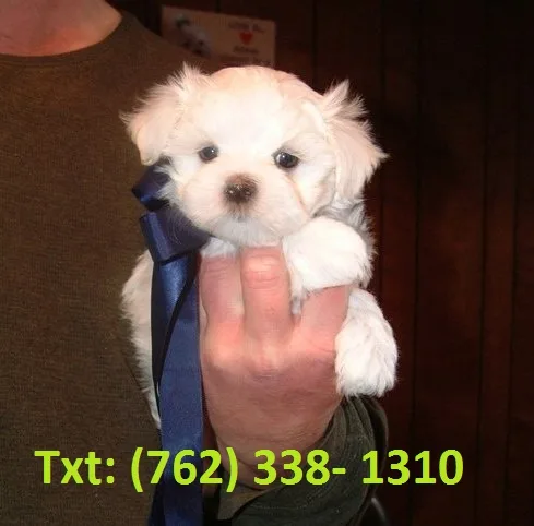 Smjd maltese puppies for sale