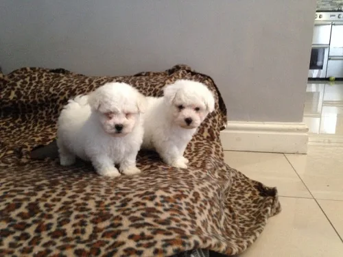 Ssede bichon frise puppies