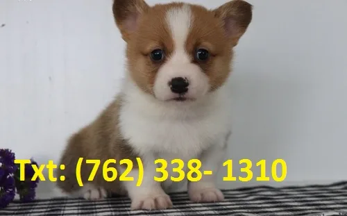 Tkdl pembroke welsh corgi puppies
