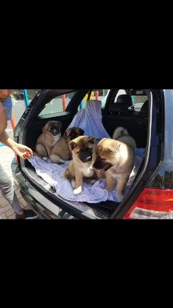 Stunning akita pups for adoption