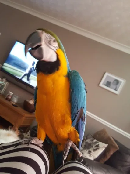 Cccc blue and gold macaw