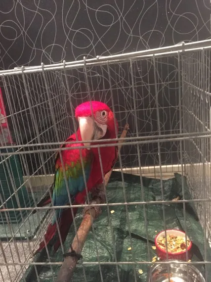 Jjjj scarlet macaw