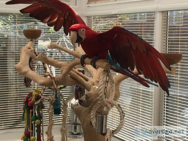 Bbb scarlet macaw for sale