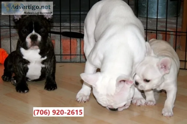 Akc reg french bullies puppies m/f