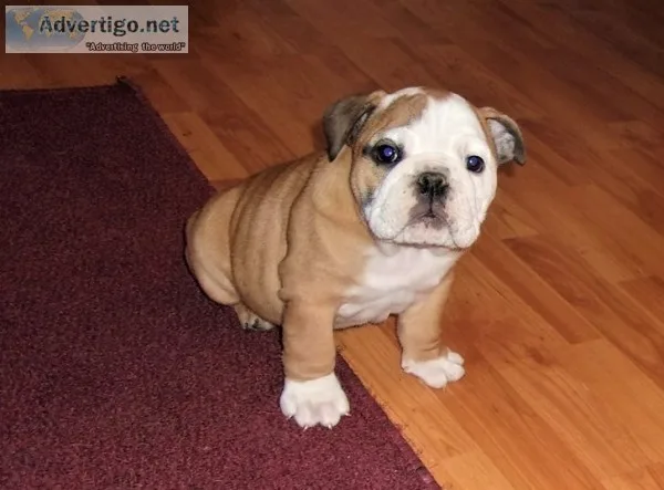 English bulldog pups beautiful