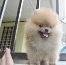 Pomeranian for sale 