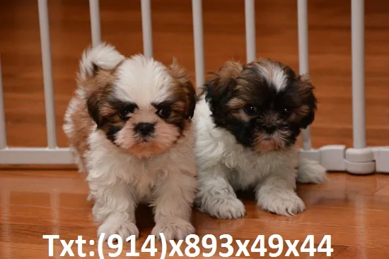 Shihtzu puppy looking for a new home