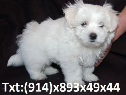 Pomeranian puppy looking for new home