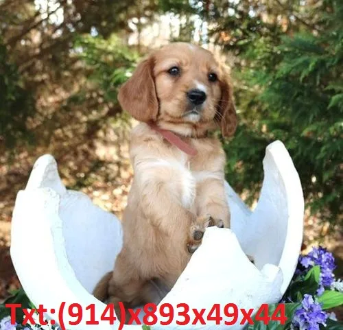 Golden retriever looking for a sweet hom
